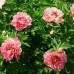 Paeonia Itoh Hillary